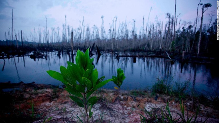 過去２５０年で５７１種の植物が絶滅したとの調査結果が発表された/Ulet Ifansasti/Getty Images AsiaPac/Getty Images