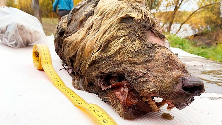 オオカミの頭部が永久凍土の中から発見された/Albert Protopopov