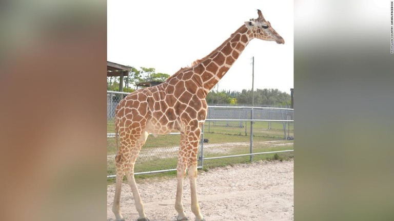 Cnn Co Jp キリン２頭 雷に打たれて死ぬ 米動物園