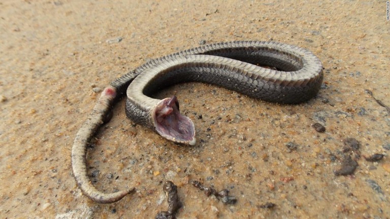 脅威を感じると腹を上にして口を開け、死んだふりをするという「トウブシシバナヘビ」/Shutterstock 