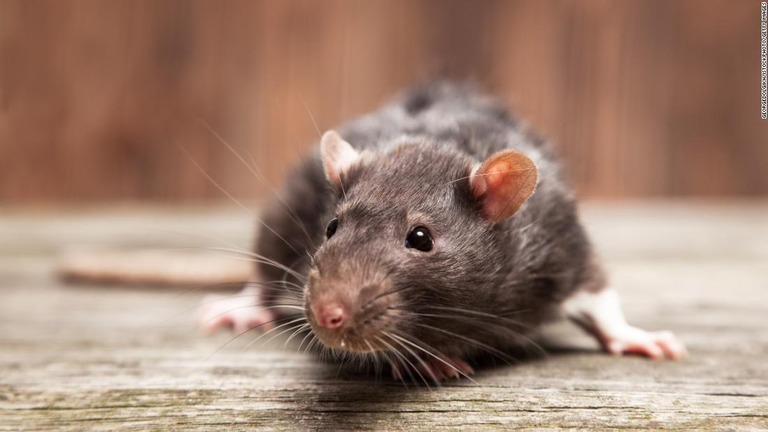 オークランド郊外で大型のネズミが異常繁殖している（画像は資料写真）/GeorgeDolgikh/iStockphoto/Getty Images