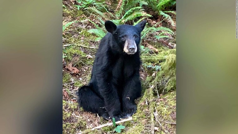 人に慣れ過ぎたとして野生のアメリカクロクマが安楽死させられた/Washington County Sheriff's Office/Twitter