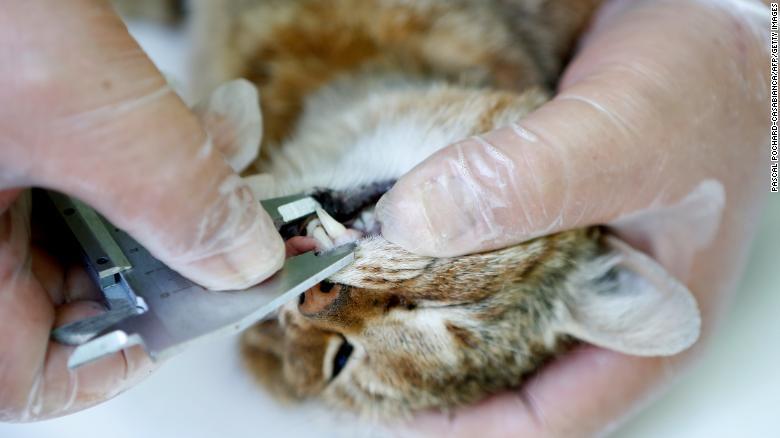 /Pascal Pochard-Casabianca/AFP/Getty Images