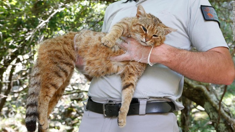 イエネコより体が大きくキツネのような特徴も持つコルシカ島の「ネコギツネ」/Pascal Pochard-Casabianca/AFP/Getty Images