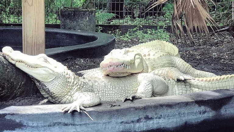 Cnn Co Jp 全身白いワニが１９個の卵産む 今夏にも孵化か 米動物園