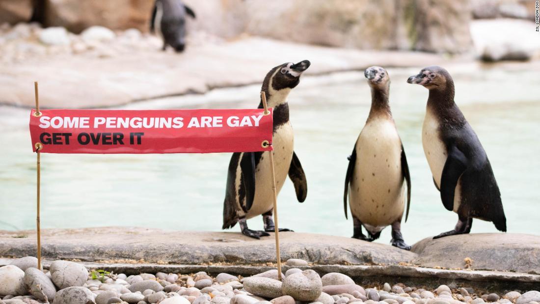 動物園もプライド月間 同性愛ペンギン主役に 英ロンドン Cnn Co Jp