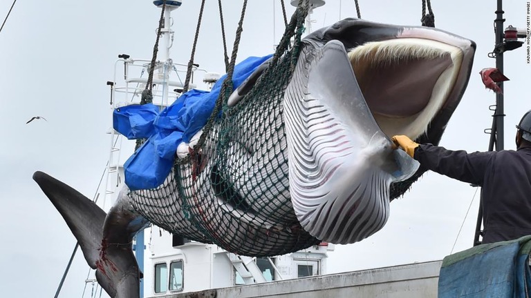 日本が商業捕鯨を３１年ぶりに再開した/Kazuhiro Nogi/AFP/Getty Images