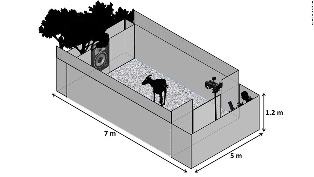 ７メートル×５メートルの敷地内で他のヤギの鳴き声の録音を聞かせて反応を調べた/Frontiers in Zoology