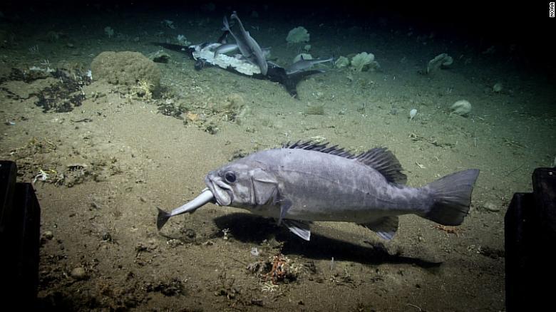 サメを頭から丸のみにしたまま悠然と泳ぐニシオオスズキ/NOAA