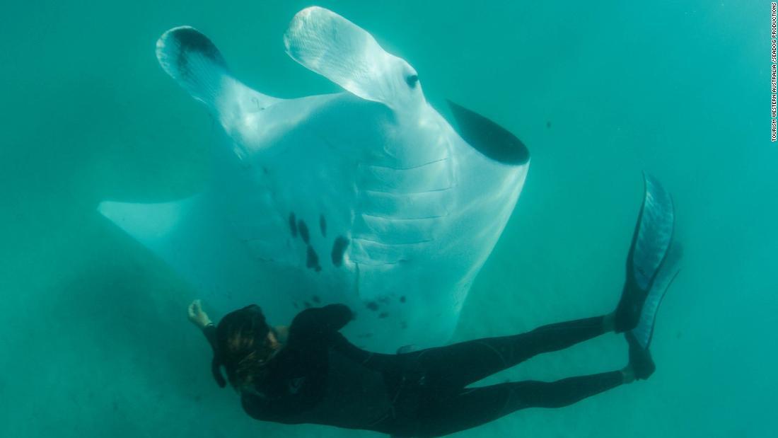 ダイバーはマンタの目の下の釣り針を取ろうと何度も試み成功/Tourism Western Australia /Seadog Productions