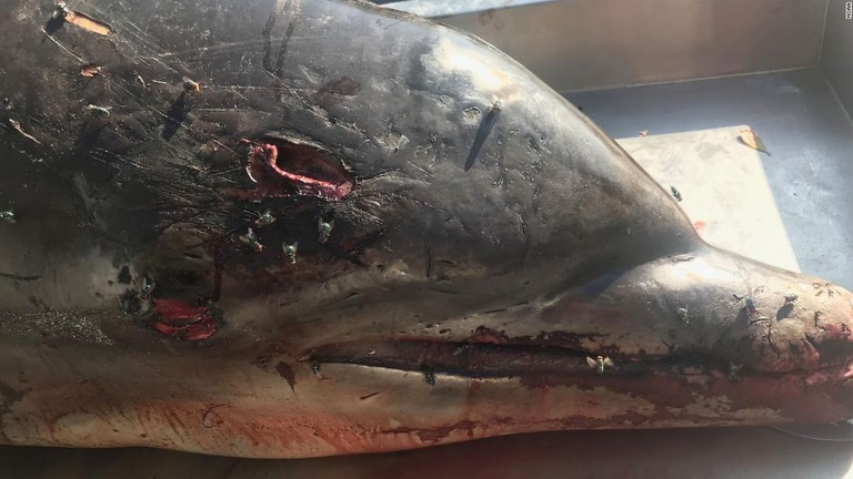 頭部に傷のあるバンドウイルカの死骸が発見された/NOAA