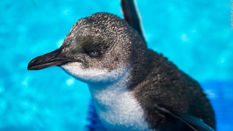 ニュージーランドの寿司店にペンギンのつがいが迷い込み、警察に「一時拘束」された/Marty Melville/AFP/Getty Images