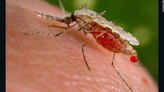 東南アジアを覆う薬剤耐性マラリア、「世界的な緊急事態」の恐れも