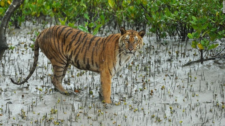 野生のトラの個体数は全世界で約４０００頭とみられており、多くがインドの保護区域に生息している/Niladri Sarkar