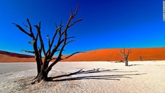 現地の言葉で「死の沼地」を意味するナミビアのデッドフレイ