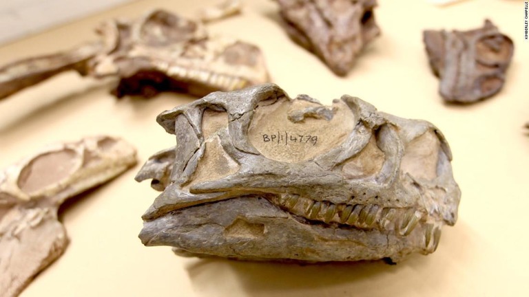 発掘から４１年間収蔵されていた恐竜化石。実は新種のものだったことが判明した/Kimberley Chapelle