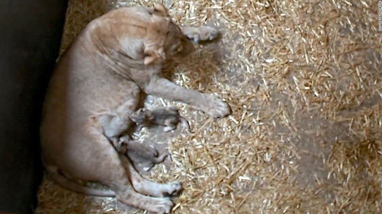 動物園の母ライオンが、自分で産んだばかりの子どもを殺して食べるという行動をとった/Zoo Leipzig/Facebook