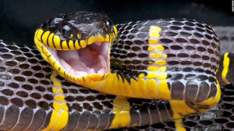 ブロンクス動物園がマングローブヘビが逃げたとして注意を呼び掛けている/Getty Images