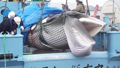 日本で商業捕鯨が再開　ただし国内の鯨肉需要は減少傾向