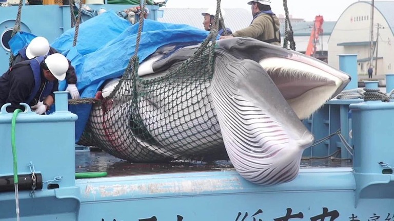 今年７月、日本で商業捕鯨が復活した