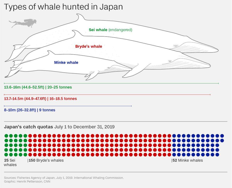クジラの年内の捕獲量は、イワシクジラが25頭、ニタリクジラが150頭、ミンククジラが52頭
