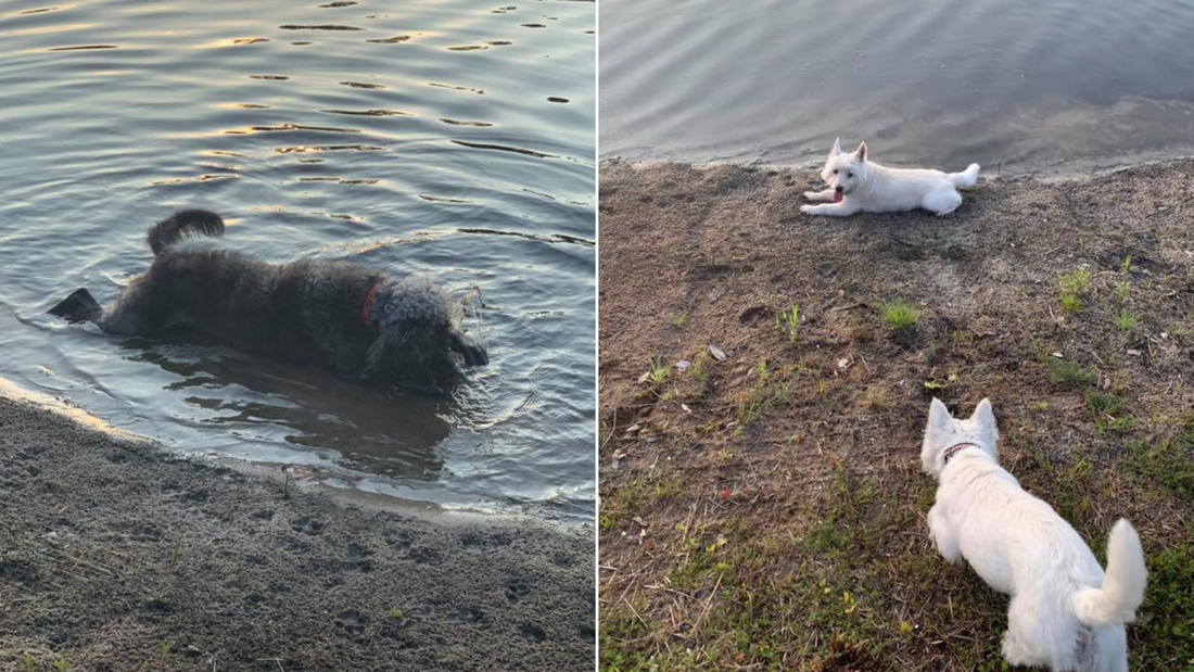 Cnn Co Jp 池で遊んだ犬３匹が死亡 原因は有毒な藻 米