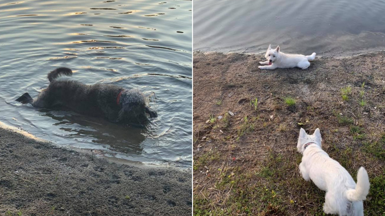 飼い主のメリッサ・マーチンさんによれば、犬３匹を池で遊ばせたところ、有毒な藻類が原因で３匹とも死亡した/Courtesy Melissa Martin