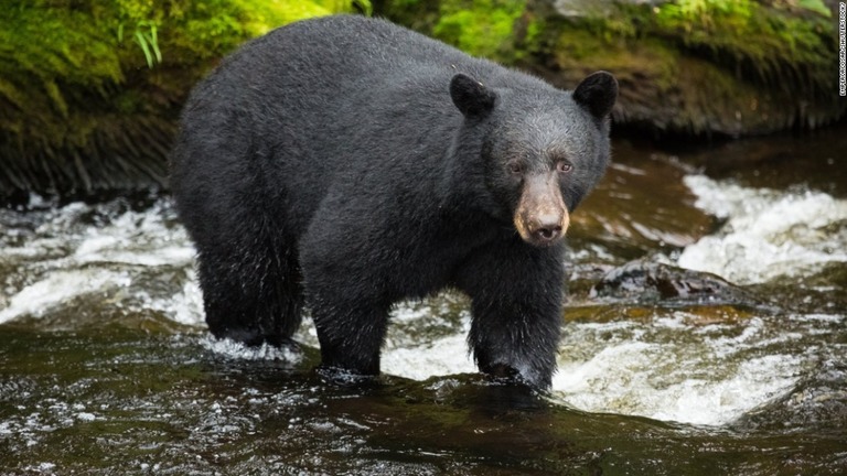 家屋に侵入したクマが壁に穴を開けて脱出する出来事があった/emperorcosar/Shutterstock/