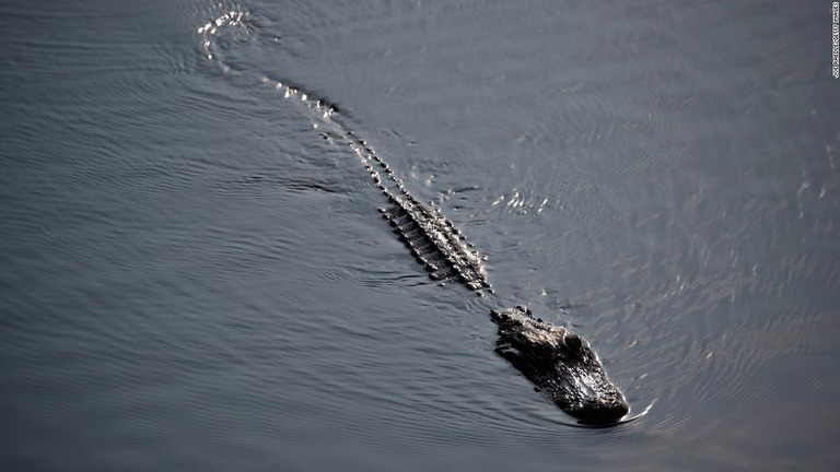 フロリダ州に生息するワニ（資料写真）/Joe Raedle/Getty Images