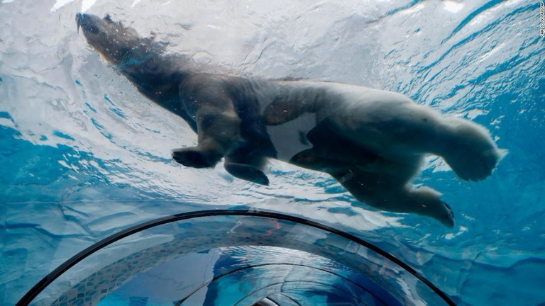 デトロイト動物園の観察用のトンネルの上を泳ぐホッキョクグマ/Carlos Osorio/AP