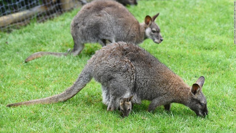 フランスの動物園で飼育されているワラビー。オーストラリアに広く分布して生息している/JEAN-CHRISTOPHE VERHAEGEN/AFP/AFP/Getty Images