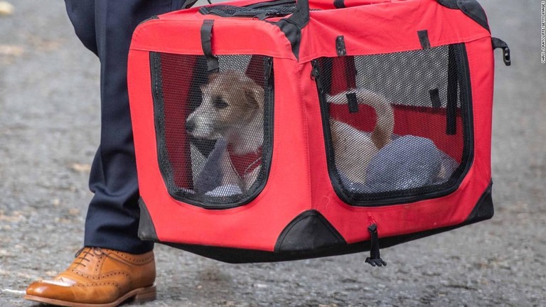 ジョンソン英首相とパートナーの女性が引き取った保護犬が官邸に到着した/Chris J Ratcliffe/Getty Images