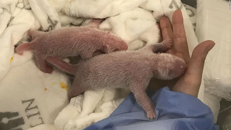 ベルリン動物園で飼育されている生まれたばかりのジャイアントパンダの双子/Zoo Berlin
