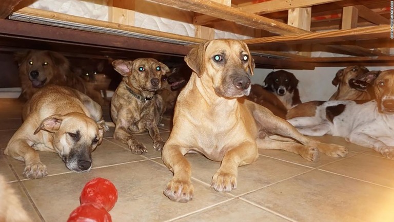 ハリケーンが襲ったバハマで、１人の女性が家のない犬９７匹の面倒を見ている/Chella Phillips/Facebook