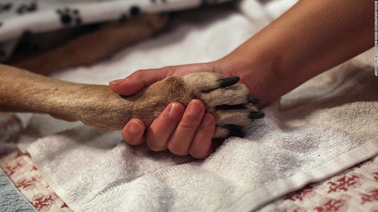 ノルウェー全土で原因不明の病気のために犬が死んだという症例報告が相次いでいる/John Moore/Getty Images North America/Getty Images