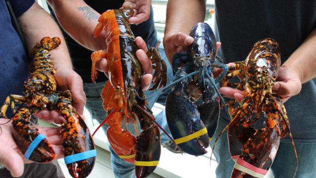 勢ぞろいした極めて珍しい色のロブスターたち/Maine Center for Coastal Fisheries