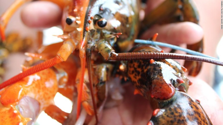 体の半分から２色に分かれた極めて希少なロブスターが捕獲された/Maine Center for Coastal Fisheries