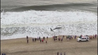 米東部海岸に打ち上げられた若いマッコウクジラが、海に戻ることなく死んだ