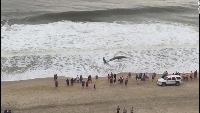 米東部海岸に打ち上げられた若いマッコウクジラが、海に戻ることなく死んだ/Barb Carr Moran