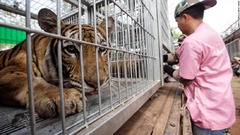 「タイガー・テンプル」で保護のトラ、３年で半数以上が死ぬ　タイ