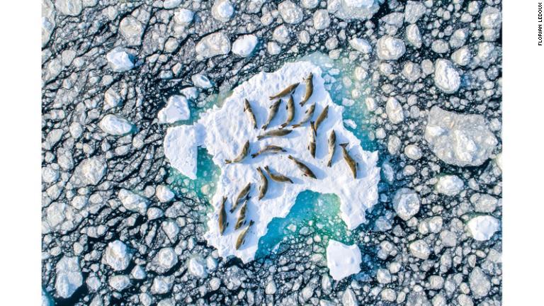 「野生動物」部門の優勝作品は、フロリアン・ルドゥ氏の「氷上のカニクイアザラシ」/Florian Ledoux