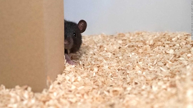 ネズミもかくれんぼのルールを覚えることができ、隠れている相手を見つけたときには「歓声」もあげるとの研究結果が発表された/Konstantin Hartmann/BCCN/Humboldt University Berlin
