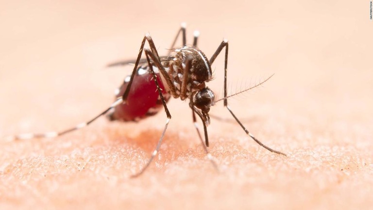 蚊が媒介するデング熱が、アジア地域で過去最悪の感染拡大を引き起こしている/Shutterstock 
