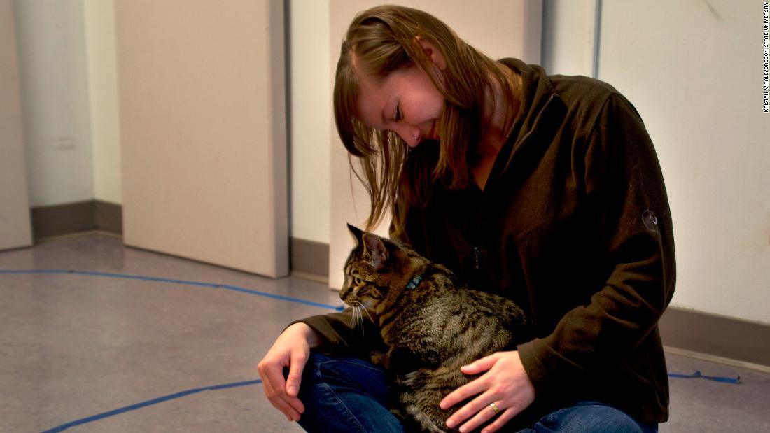 絆が安定していない猫は飼い主にしがみつくなどの行動を示した/Kristyn Vitale/Oregon State University