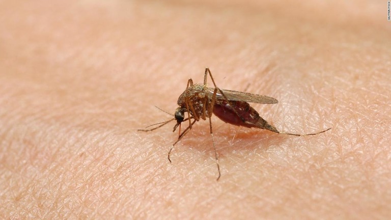 蚊が媒介するウイルス感染症「東部ウマ脳炎」による死者が全米で今年６人に/Shutterstock