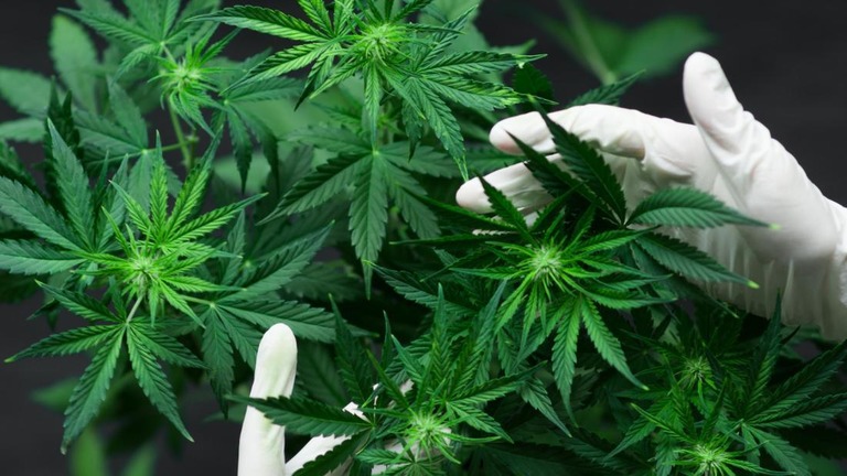 豪州の首都特別地域（ＡＣＴ）で、大麻の嗜好用としての利用が解禁になる/Shutterstock 