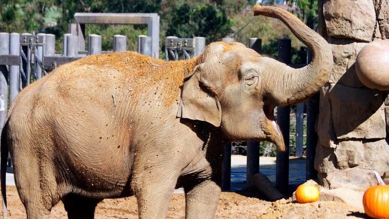 サンタバーバラ動物園で飼育されていたゾウの最後の１頭が健康状態の悪化のために安楽死処分となった/AP