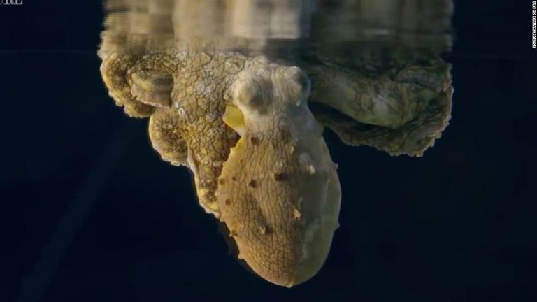 夢を見ている？　睡眠中のタコが体色を次々変える映像が公開された/YouTube/Nature on PBS