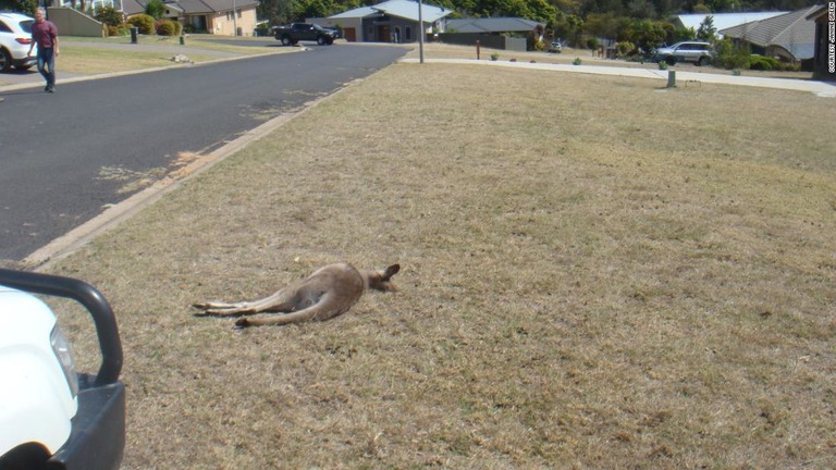 住民の前庭で見つかったカンガルーの死骸＝２９日、ニューサウスウェールズ州/Courtesy Janine Green