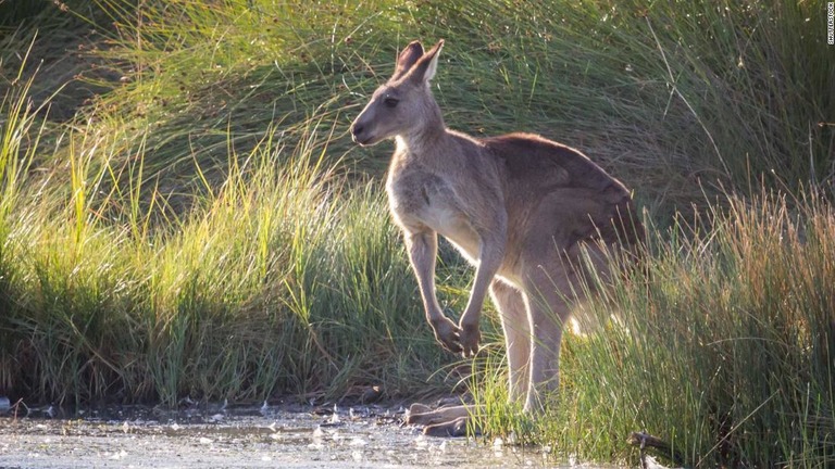 豪南東部のビクトリア州でカンガルー猟が解禁/Shutterstock 